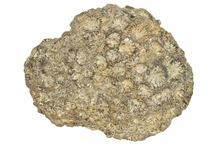 Jurassic Fossil Coral - Portugal #244806